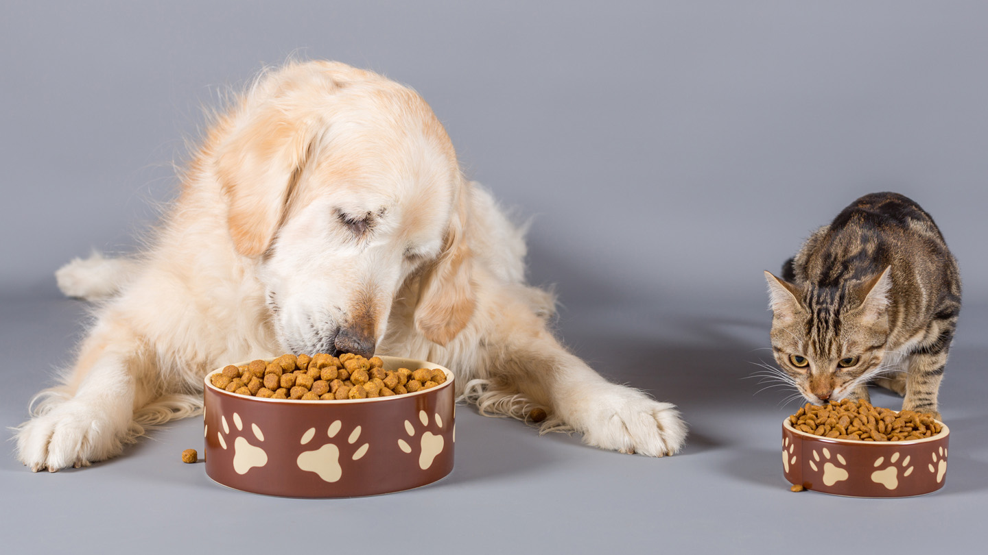 Where to Buy Badlands Ranch Dog Food Canada – Local Pet Supplies in Red Deer