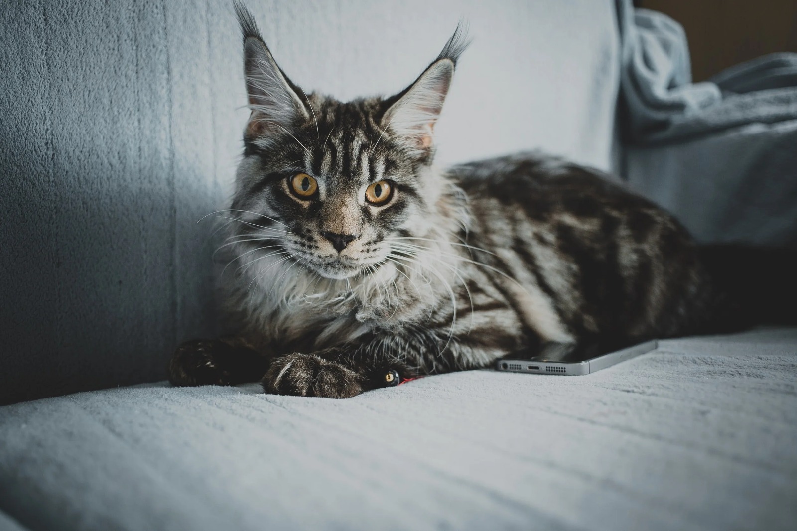 Maine Coon Cats for Sale Near Me – Adorable Kittens Await